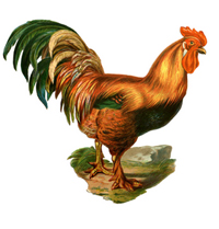 Rooster Chinese Horoscope for 2016 will tell you about your future life for the coming year.